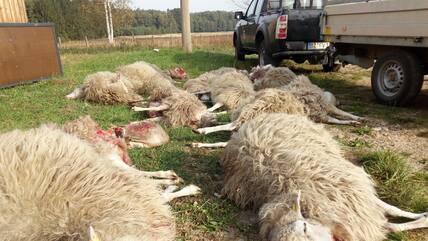 Tote Schafe der Herde der Naturschutzstation «Östliche Oberlausitz» liegen auf einer Wiese. Wölfe haben nahe der ostsächsischen Ortschaft Förstgen eine Schafherde angegriffen und dabei wohl mehrere Dutzend Tiere gerissen.